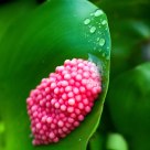 Nature's bounty, nature's colors